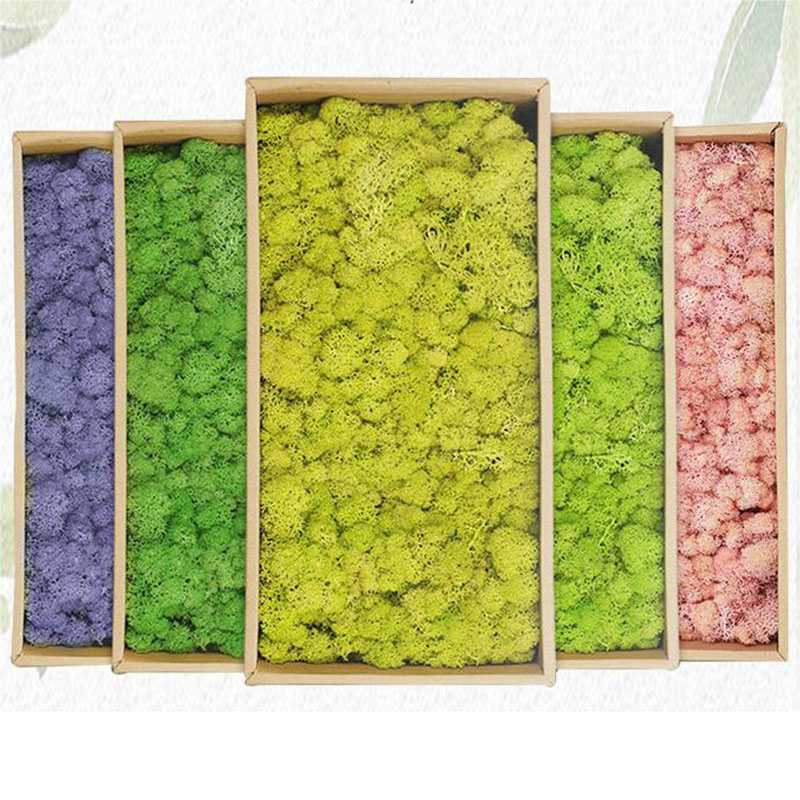 20G Kunstmatige Groene Mosplan - Preserved Moss Sheet recensie en prijs