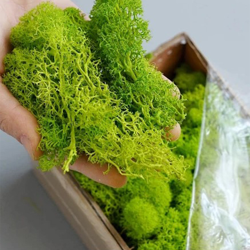 20G Kunstmatige Groene Mosplan - Preserved Moss Sheet recensie en prijs